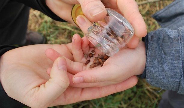 seeds-gbb8b5a867_640